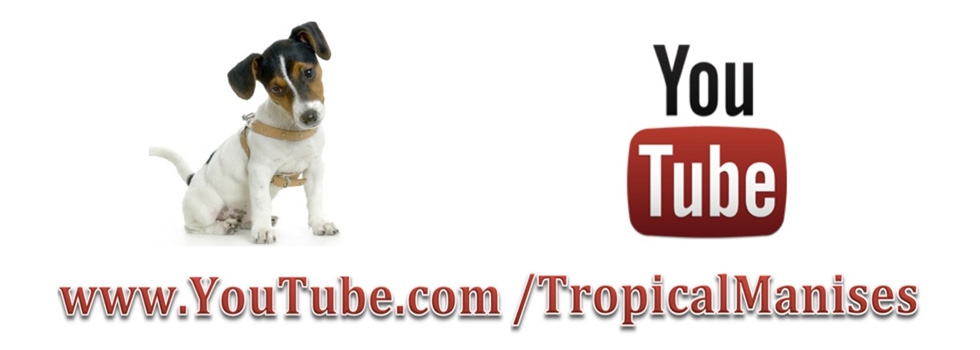 Tropical Manises en youtube