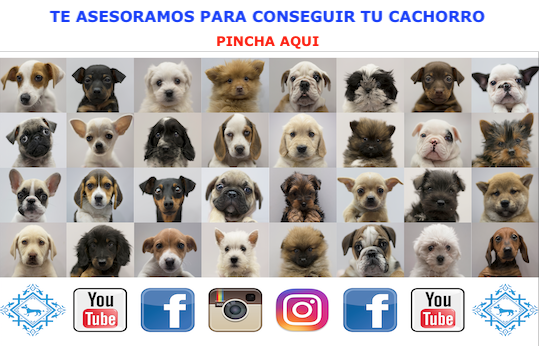 ASESORAMIENTO ADQUISICION CACHORROS